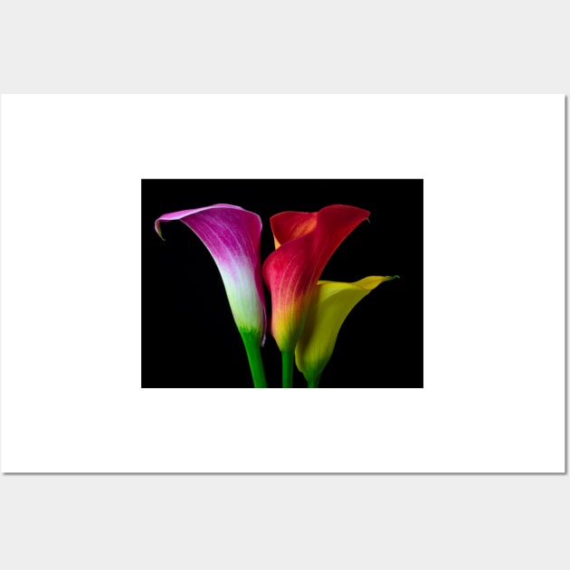 Three Colors Calla Lilies Wall Art by photogarry